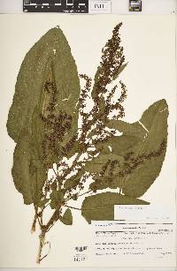 Rumex obtusifolius image