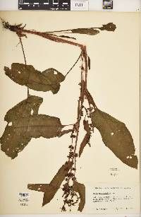 Rumex obtusifolius image