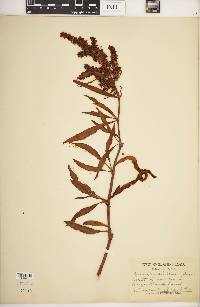 Rumex pallidus image