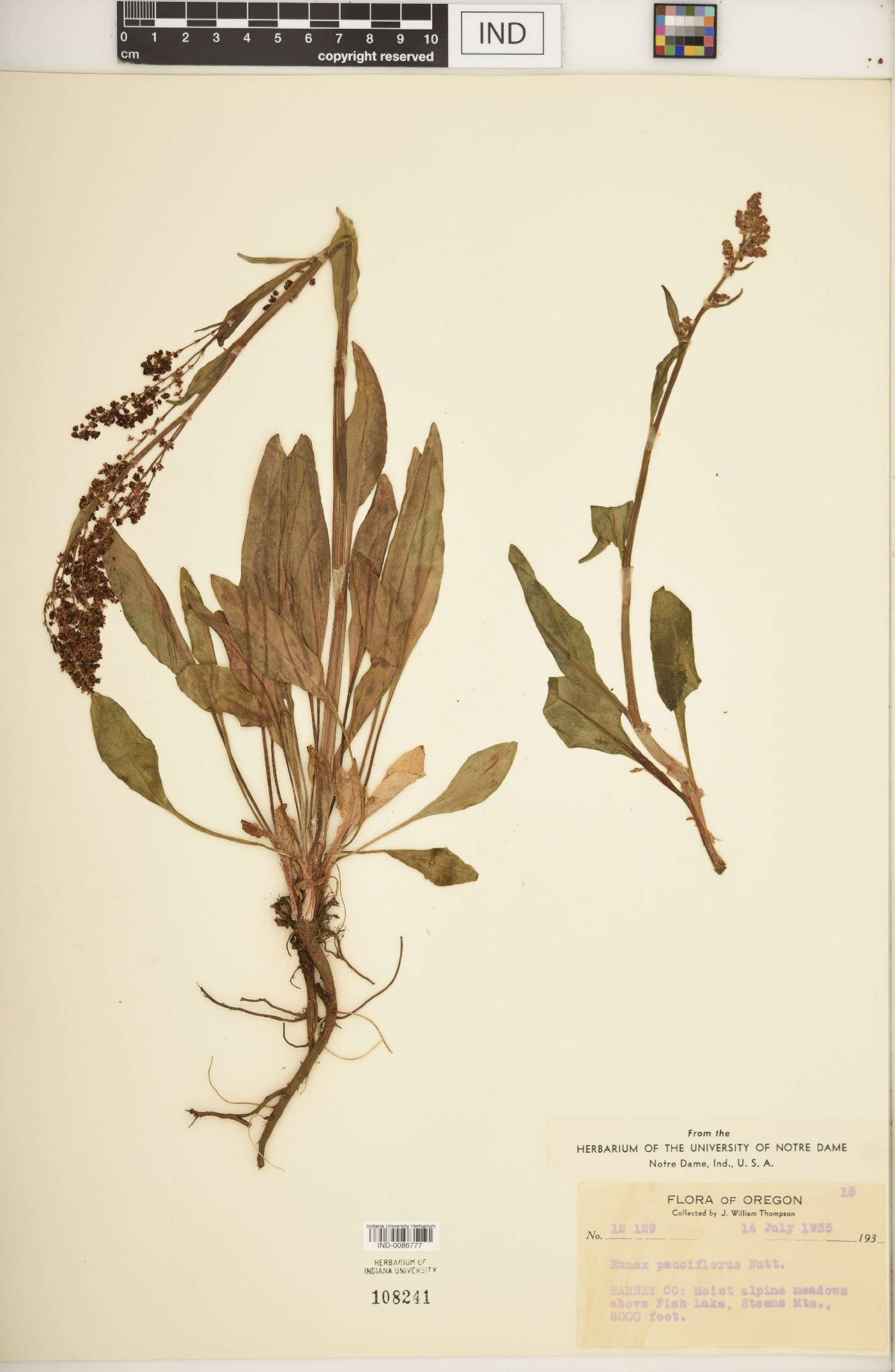 Rumex pauciflorus image