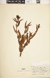 Rumex salicifolius image