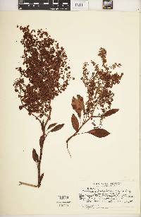 Rumex skottsbergii image