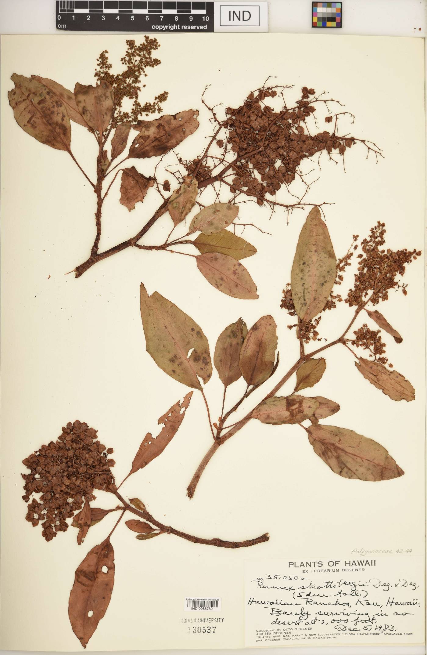 Rumex skottsbergii image