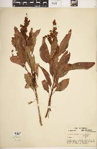 Rumex triangulivalvis image