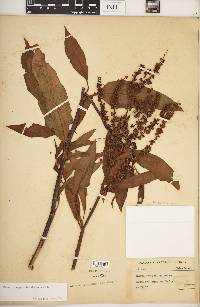 Rumex triangulivalvis image