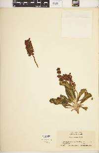 Rumex venosus image