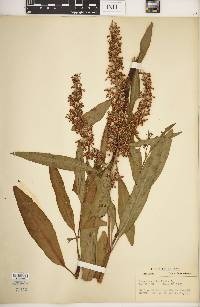 Rumex verticillatus image