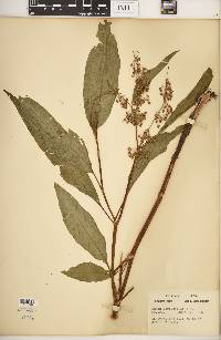 Rumex verticillatus image