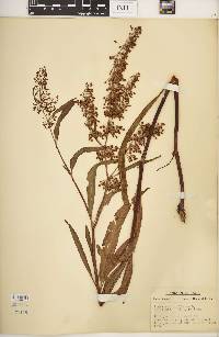 Rumex verticillatus image