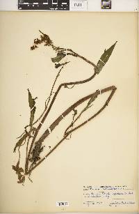 Rumex verticillatus image