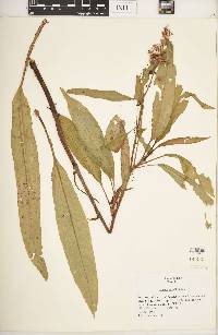 Rumex verticillatus image