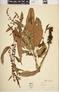 Rumex verticillatus image