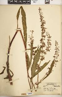 Rumex verticillatus image