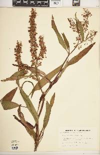 Rumex verticillatus image