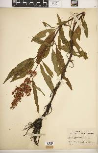 Rumex verticillatus image