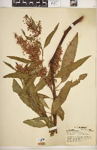 Rumex verticillatus image