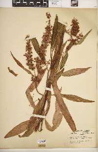 Rumex verticillatus image