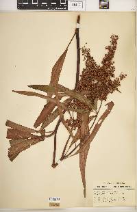 Rumex verticillatus image