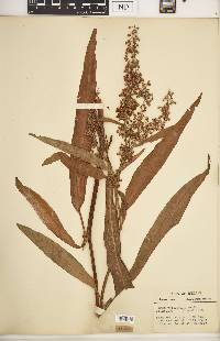 Rumex verticillatus image