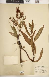 Rumex verticillatus image