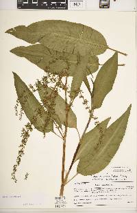 Rumex verticillatus image