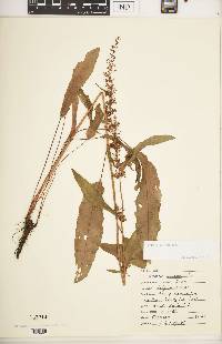 Rumex verticillatus image