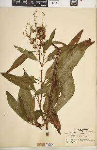 Rumex verticillatus image