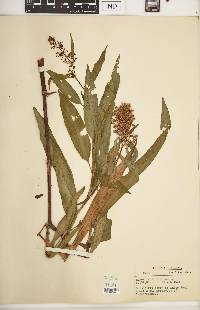 Rumex verticillatus image