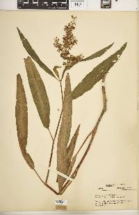 Rumex verticillatus image