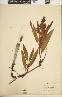 Rumex verticillatus image