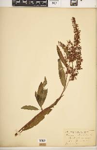 Rumex verticillatus image