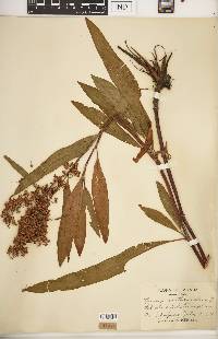 Rumex verticillatus image