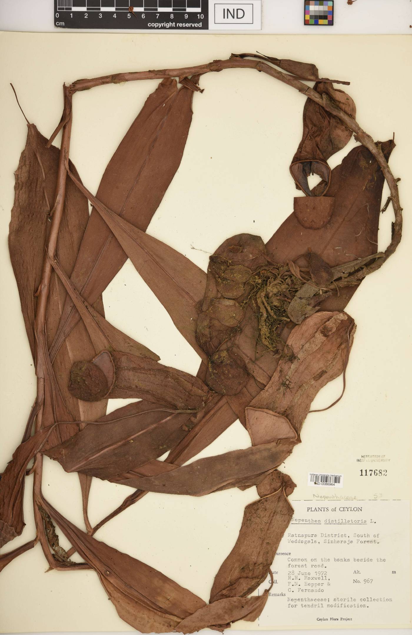Nepenthes distillatoria image