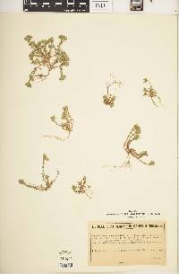 Image of Arenaria guicciardii
