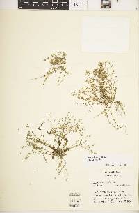 Arenaria serpyllifolia image