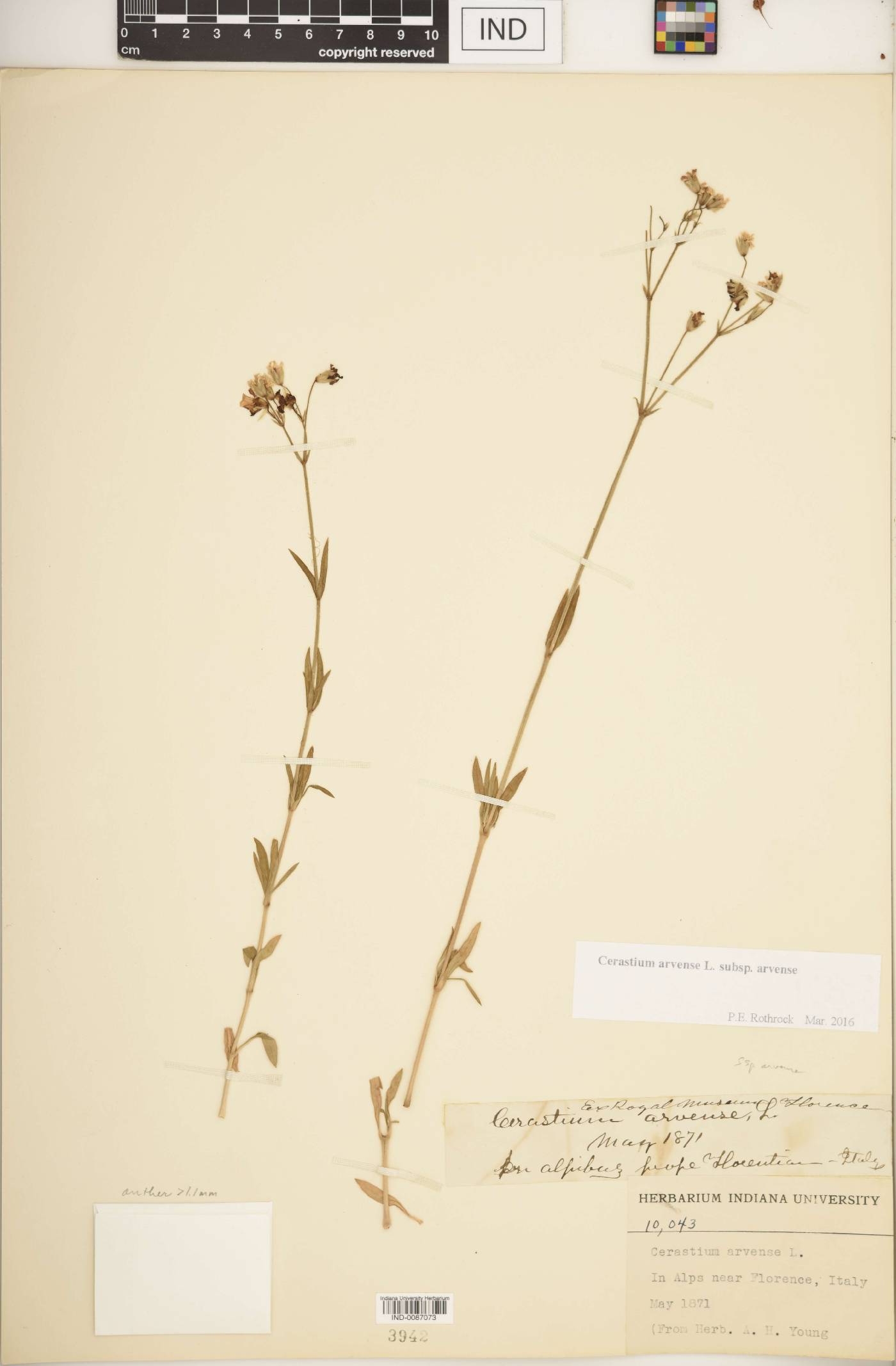 Cerastium arvense subsp. arvense image