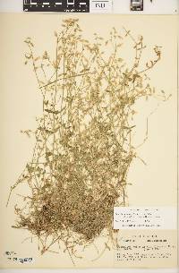 Cerastium fontanum subsp. vulgare image