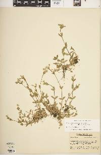 Cerastium fontanum subsp. vulgare image