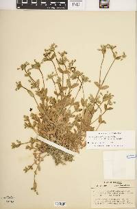 Cerastium fontanum subsp. vulgare image