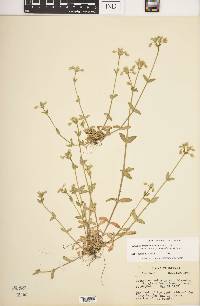 Cerastium fontanum subsp. vulgare image