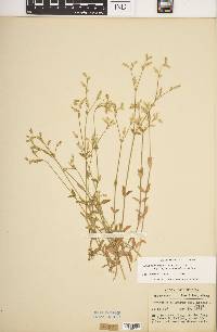 Cerastium fontanum subsp. vulgare image