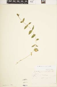 Image of Cerastium lanceolatum