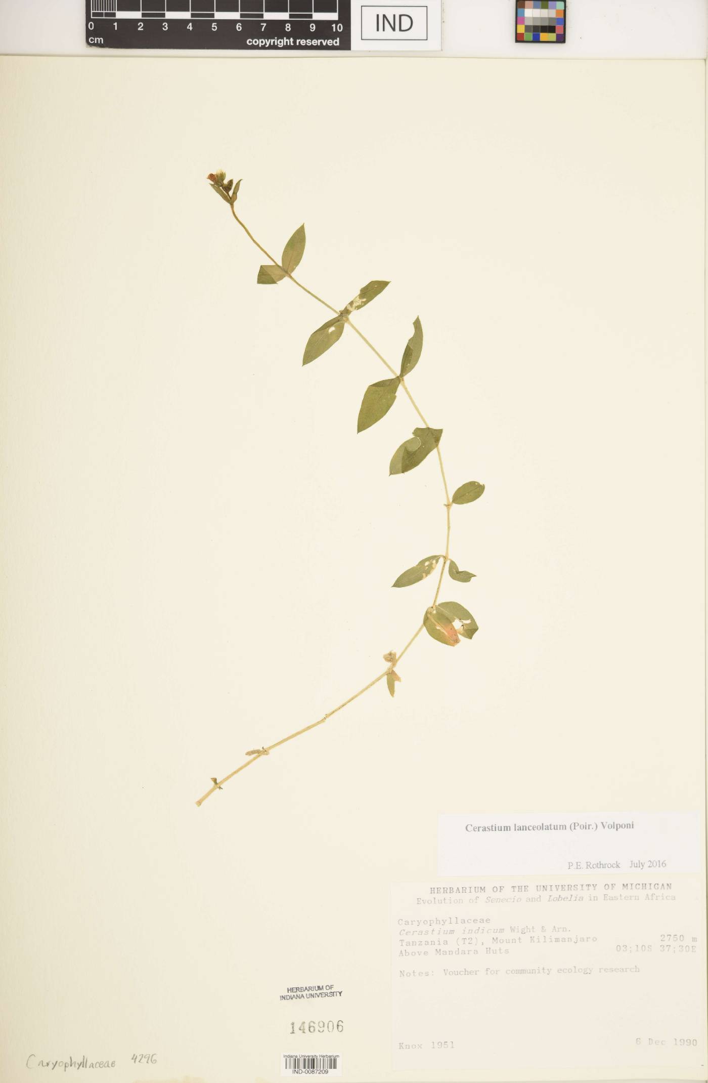 Cerastium lanceolatum image