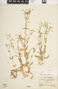 Cerastium nutans var. nutans image