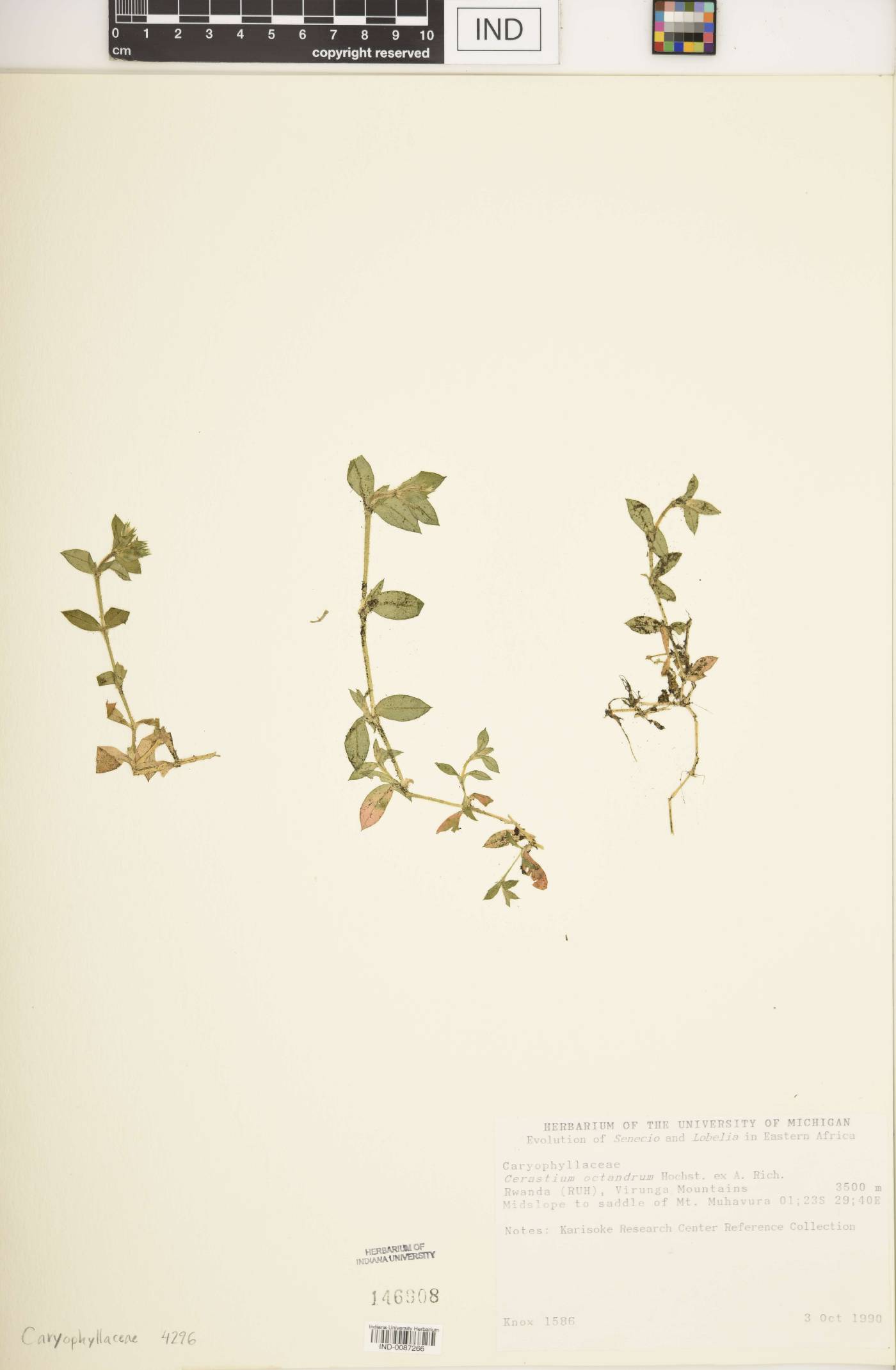 Cerastium octandrum image