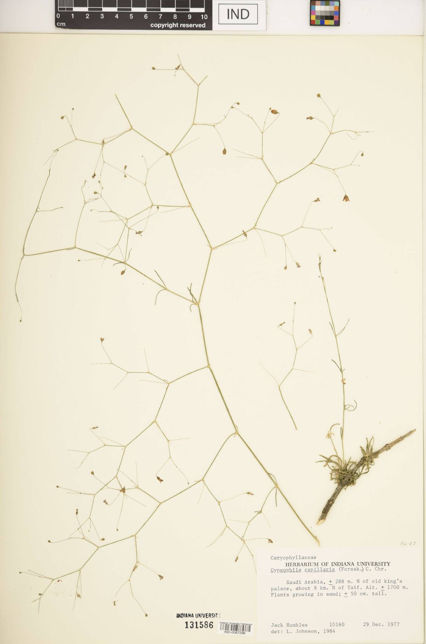 Gypsophila capillaris image