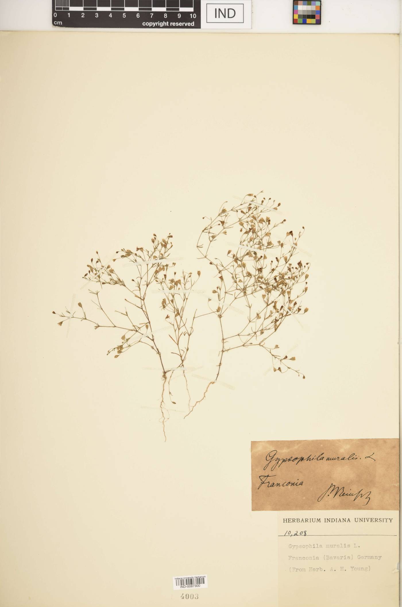 Gypsophila muralis image