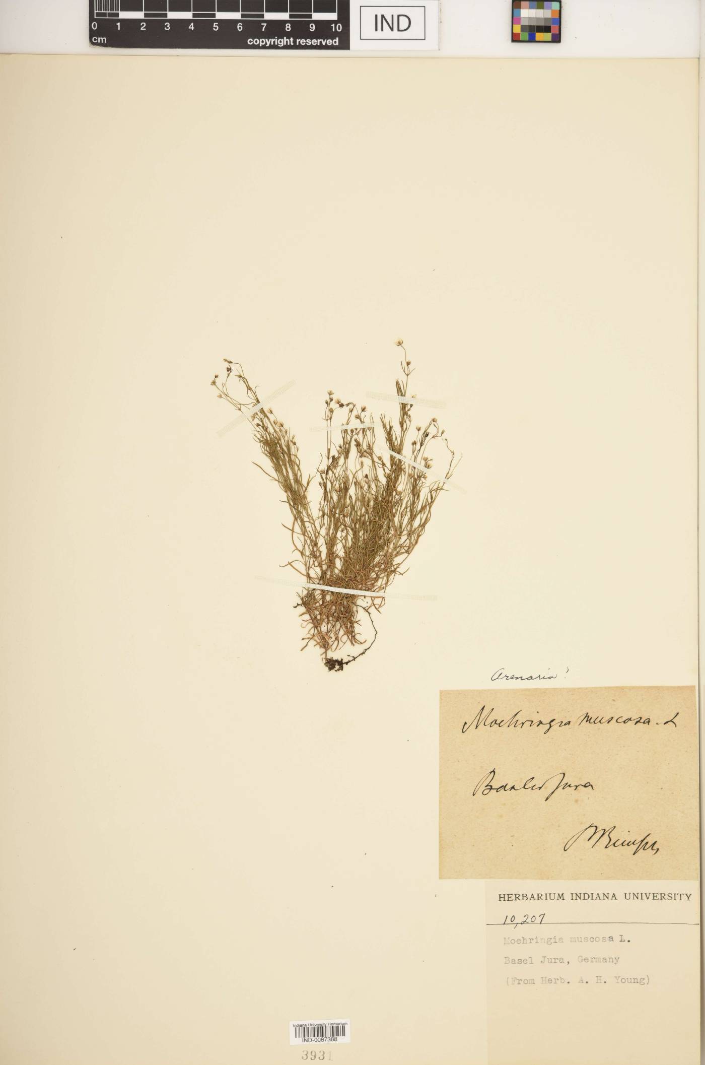 Moehringia muscosa image