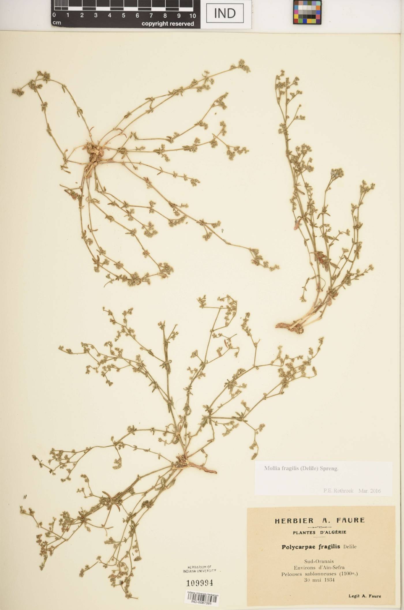Mollia fragilis image