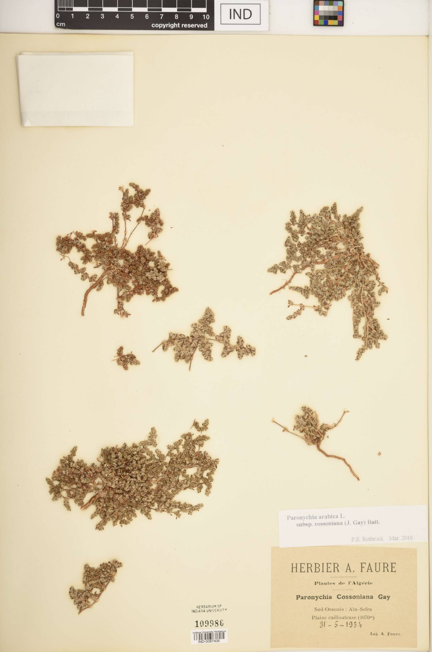 Paronychia arabica image